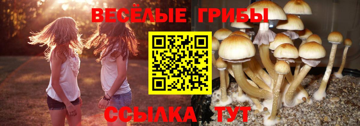 Псилоцибиновые грибы мицелий Котовск